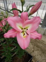 [4565 VH41 Albareto No02.JPG]